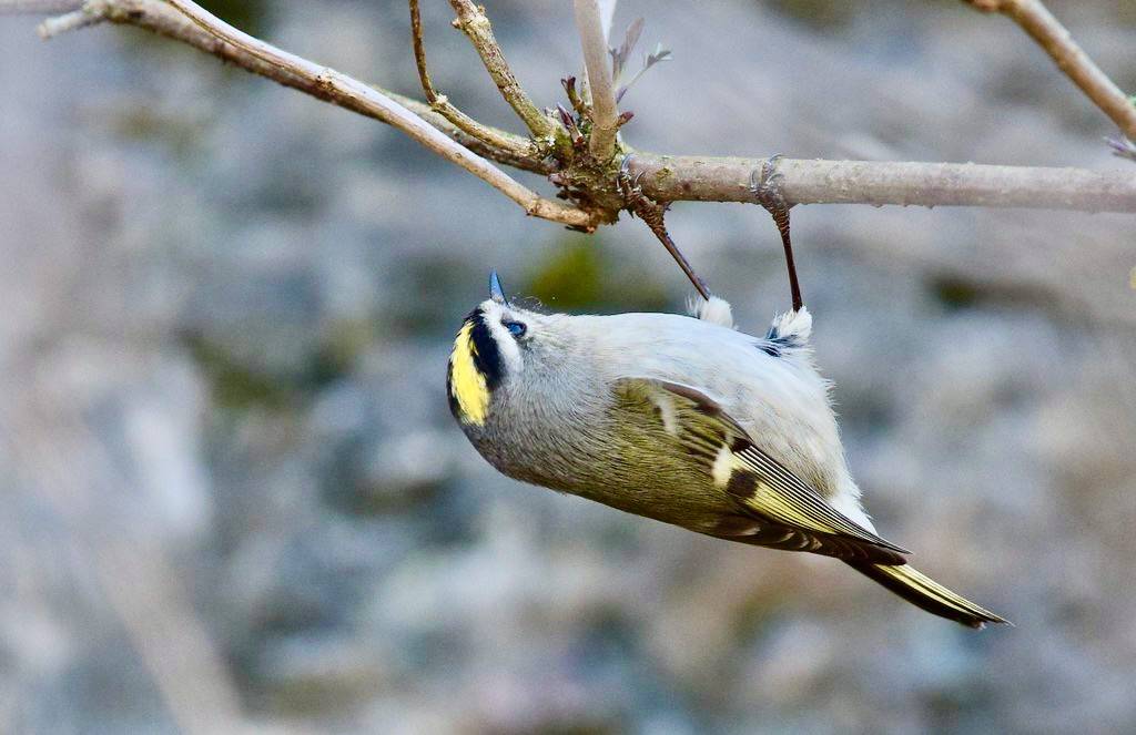 Golden-crowned Kinglet by Wildreturn is licensed under CC BY 2.0.